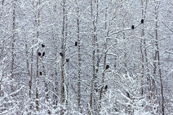 Su, Keren 아티스트의 Bald Eagles perched on trees covered with snow-Haines-Alaska-USA작품입니다.